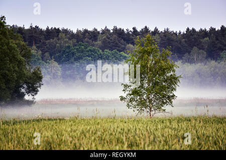 Paysage du village avec des stries de brume en Pologne Banque D'Images