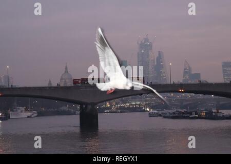 Seagull Photobombs Belle Cityscape Lever du Soleil Banque D'Images