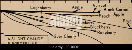 . Les conserves de fruits garnitures pour tarte / par C.C. Strachan [et al.]. Les aliments en conserve Fruits ; l'industrie. e - un léger changement-B-C-BORDERLINE Fraise Framboise insatisfaisant 0 2 4 6 8 10 12 14 16 18 20 22 24 26 MOIS CONSERVATION Figure 8. Durée de conservation des fruits en conserve des garnitures pour tarte tenue à 40°F. 1 stabilisé avec des féculents agents épaississants. Conservation de la qualité maximale dans les fruits en conserve des garnitures pour tarte est obtenue à 0°F. stockage (voir la Figure 9). À l'exception de griottier (contenant des stabilisateurs de féculents uniquement) les fourrages étaient encore très acceptable après 13 mois. Il semble que toutes les matières de remplissage Banque D'Images