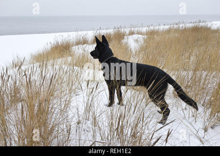 Chien de Berger noir à la recherche de la mer Banque D'Images