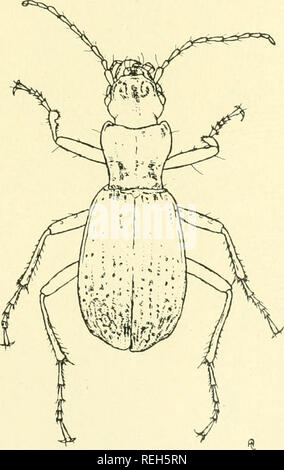 . Coleoptera illustrata. Les coléoptères. Coleoptera Illustrata, Tome I, n° 4. Carabidac plaque XXXV. 185. Pterostichus lacunosus, Chaudoir. 5 Long. 19,75 mm. Patria. Trébizonde, Caucase.. Veuillez noter que ces images sont extraites de la page numérisée des images qui peuvent avoir été retouchées numériquement pour plus de lisibilité - coloration et l'aspect de ces illustrations ne peut pas parfaitement ressembler à l'œuvre originale.. Notman, Howard. Brooklyn, N. Y. Banque D'Images