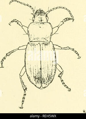 . Coleoptera illustrata. Les coléoptères. Coleoptera Illustrata, Vol. J, N° 4. Plaque Carabidae XXV. 175. Pterostichus findelii, Dejean. &Lt ;$ Long. 12 mm. Patria. Le Banat, la Transylvanie.. Veuillez noter que ces images sont extraites de la page numérisée des images qui peuvent avoir été retouchées numériquement pour plus de lisibilité - coloration et l'aspect de ces illustrations ne peut pas parfaitement ressembler à l'œuvre originale.. Notman, Howard. Brooklyn, N. Y. Banque D'Images