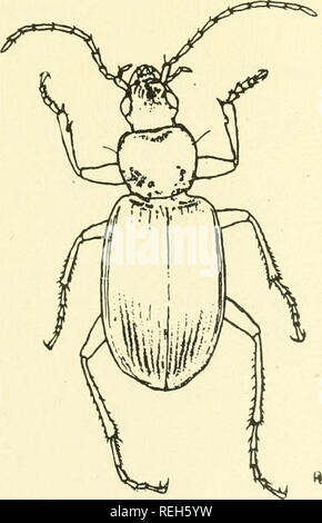 . Coleoptera illustrata. Les coléoptères. Coleoptera Illustrata, Tome I, n° 4. Plaque Carabidae XX.. 170. Agonum scitulum, Dejean. J1 Long. 6,75 mm. Patria. L'Europe centrale, l'ouest de l'Angleterre.. Veuillez noter que ces images sont extraites de la page numérisée des images qui peuvent avoir été retouchées numériquement pour plus de lisibilité - coloration et l'aspect de ces illustrations ne peut pas parfaitement ressembler à l'œuvre originale.. Notman, Howard. Brooklyn, N. Y. Banque D'Images