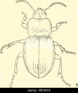 . Coleoptera illustrata. Les coléoptères. Coleoptera Illustrata, Tome I, n° 3. Plate XLII. Carabidae. 142. Les accords pluriannuels chalybaeus, Palliardi. 5 Long. 17,5 mm. Patria. Le Banat, la Bosnie.. Veuillez noter que ces images sont extraites de la page numérisée des images qui peuvent avoir été retouchées numériquement pour plus de lisibilité - coloration et l'aspect de ces illustrations ne peut pas parfaitement ressembler à l'œuvre originale.. Notman, Howard. Brooklyn, N. Y. Banque D'Images