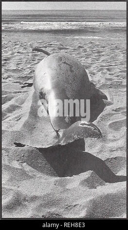 . Coast Watch. Ressources marines ; océanographie ; la gestion des zones côtières ; l'écologie côtière. Basée à Sea World à Orlando, en Floride, O'Dell plaisantant son emploi un "freebie." "Le réseau de bénévoles est, dit-il. "Il n'y a presque pas d'argent en elle." Avant l'évolution des réseaux nationaux et régionaux en 1977, les bénévoles d'échouage travaillaient souvent indépen- dently le long de la côte, dit-il. Aujourd'hui, ils sont plus organisés, la publication d'un bulletin d'information saisonnier qui est financé par le NMFS. Mais le réseau est confronté à un obstacle présent- jamais : le manque de fonds. Pour fonctionner efficacement, un échouage n Banque D'Images