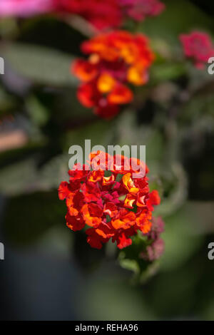 Lantana 'Dallas Red' Banque D'Images