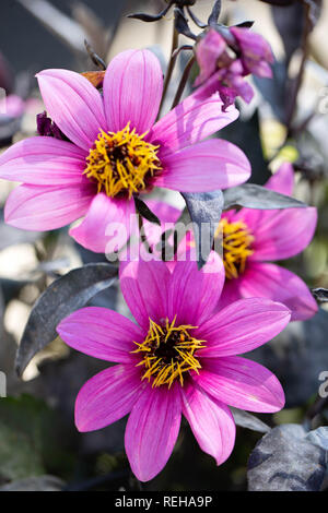 Dahlia 'Happy Days' Banque D'Images