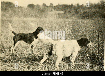 . Tir de canards viennent avec moi. Tir de canards ; histoires de chasse. Betty pointant une bande. Red était de retour, mais a été forcé en position dans les hautes herbes afin de l'amener dans la photographie. Le rouge est très indigné dans un tourbillon de Prince sur la capture de point premier parfum d'un lointain covey de cailles. Veuillez noter que ces images sont extraites de la page numérisée des images qui peuvent avoir été retouchées numériquement pour plus de lisibilité - coloration et l'aspect de ces illustrations ne peut pas parfaitement ressembler à l'œuvre originale.. Gardner, Herbert. New York, appuyez sur Knickerbocker Banque D'Images