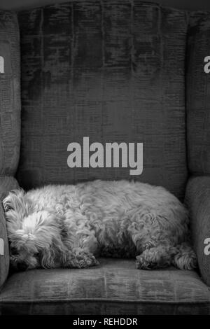 Petite Cavachon blanc endormi sur une chaise en noir et blanc Banque D'Images