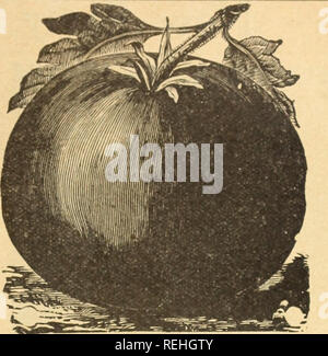 . Cole's garden annuelle. Graines de legumes catalogues ; pépinières (Horticulture) Iowa catalogues ; outils de jardin ; Catalogues Catalogues de graines de fleurs, graines de plantes (catalogues). Excelsior Tomate BLANC'S EXCELSIOR. Cette amende est la meilleure variété de tomate pourpre. Les vignes sont les plus gros producteurs, le plus fort de tout, portent la plus grande cultures, et continuer le roulement jusqu'au gel. Les fruits sont grandes, lisses et presque solide, mais avec peu de graines ; couleur rouge-violet foncé, brillant ou mûrissent uniformément autour de la tige, pas de taches vert ou le noyau dur. L'une des meilleures variétés d'expédition, tel qu'il est bon. Dans la qualité et fla Banque D'Images