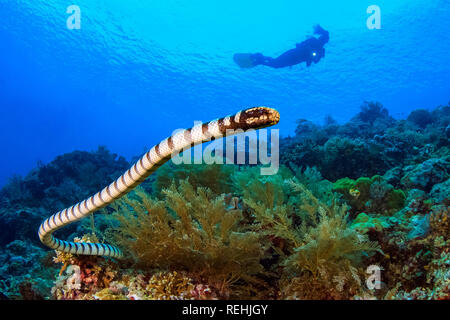 Mer bagués krait, Laticauda colubrina, colubrine sea krait, jaune-lipped sea krait, serpent de mer venimeux, plongeur, plongée, Mer de Célèbes, Sulawesi du Nord, B Banque D'Images