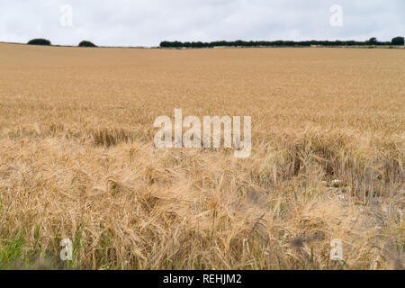 Large vue sur un champ avec les épis de blé contre le ciel bleu avec des nuages Banque D'Images