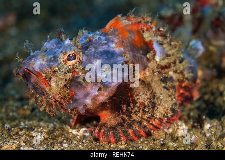 Rorqual à bosse rascasses, Scorpaenopsis diabolus, Bitung, Détroit de Lembeh, Mer de Célèbes, Sulawesi, Indonésie, de l'Indo-Pacifique Banque D'Images