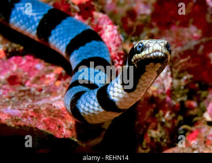 Yellow-lipped sea krait krait mer, en lignes, ou mer colubrine Laticauda colubrina, krait, Rocky I, archipel de Mergui, Myanmar (anciennement la Birmanie), Andaman Se Banque D'Images