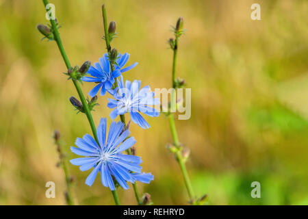 Fleurs communes de la chicorée ou Cichorium intybus, communément appelé blue sailors, chicorée, café de l'herbe ou Sukori, est une plante vivace herbacée. Sous Café Banque D'Images