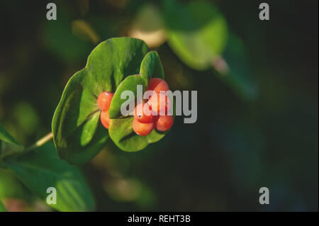 Lonicera caprifolium, l'italien, woodbine perfoliate honeysuckle, chèvre-feuille de chèvrefeuille. Petits fruits non comestibles, copy space Banque D'Images