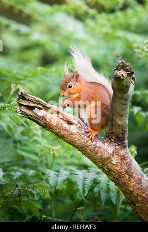 Un écureuil roux alimentation et assis sur une branche dans un bois entouré de fougères avec sa queue recroquevillée derrière elle. Banque D'Images