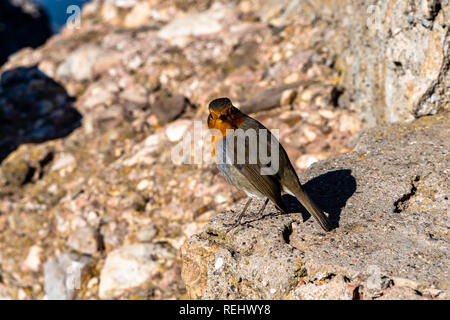 Close up of Robin européen, Erithacus rubecula aux abords. Banque D'Images