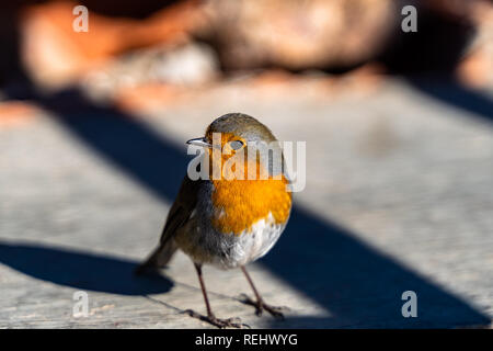 Close up of Robin européen, Erithacus rubecula aux abords. Banque D'Images