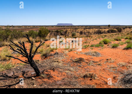 Le Mont Conner ou Attila mountain scenic view avec dead Arbre brûlé dans l'outback de l'Australie centrale NT Banque D'Images