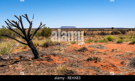 Le Mont Conner ou Attila mountain scenic view avec dead Arbre brûlé dans l'outback de l'Australie centrale NT Banque D'Images