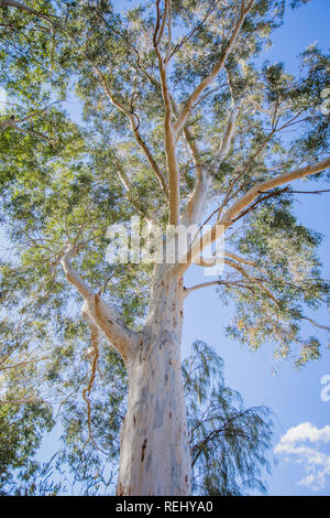 Gum Tree le jour du soleil (eucalyptus) Banque D'Images
