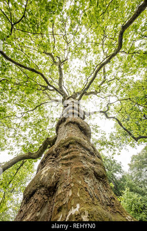 Platan tree (Platanus). Bantam domaine rural. 'S-Gravelandse Buitenplaatsen, 's-Graveland, aux Pays-Bas. Banque D'Images