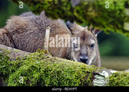 Red-necked wallaby wallaby de Bennett / Macropus rufogriseus - Banque D'Images