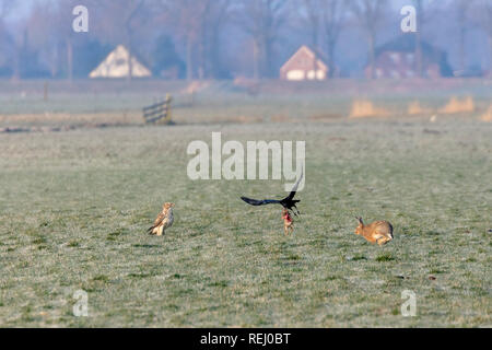 Les Pays-Bas, Paris, l'eem Polder, Eempolder. Un corbeau s'envole avec la carcasse d'un jeune lièvre, après l'avoir volé, à partir de la buse. Banque D'Images