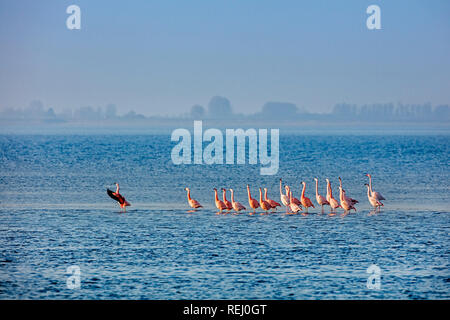 Les Pays-Bas, l'Battenoord hameau, sur l'île de Goeree-Overflakkee, lac, appelé Grevelingenmeer. Lieu d'hivernage pour les flamants roses. Banque D'Images