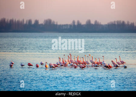 Les Pays-Bas, l'Battenoord hameau, sur l'île de Goeree-Overflakkee, lac, appelé Grevelingenmeer. Lieu d'hivernage pour les flamants roses. Banque D'Images