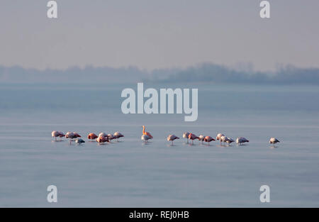 Les Pays-Bas, l'Battenoord hameau, sur l'île de Goeree-Overflakkee, lac, appelé Grevelingenmeer. Lieu d'hivernage pour les flamants roses. Blurred motion. Banque D'Images