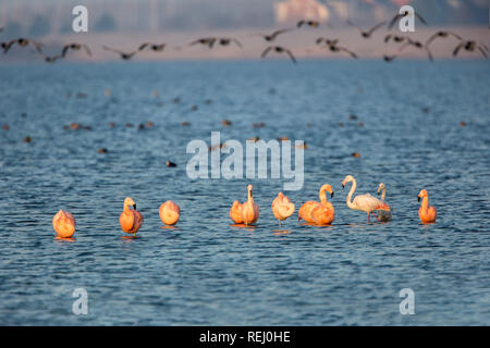 Les Pays-Bas, l'Battenoord hameau, sur l'île de Goeree-Overflakkee, lac, appelé Grevelingenmeer. Lieu d'hivernage pour les flamants roses. La Bernache nonnette. Banque D'Images