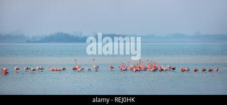 Les Pays-Bas, l'Battenoord hameau, sur l'île de Goeree-Overflakkee, lac, appelé Grevelingenmeer. Lieu d'hivernage pour les flamants roses. Banque D'Images