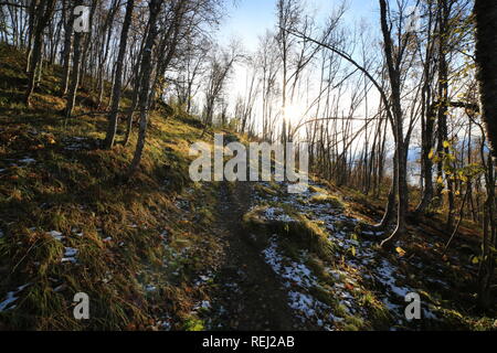 La fin de l'automne dans la forêt Banque D'Images