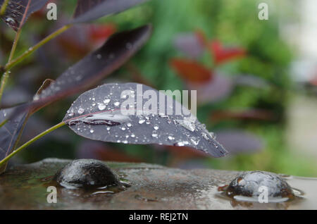 Gouttes de pluie tomber une feuille dans la Forêt-Noire, Allemagne Banque D'Images