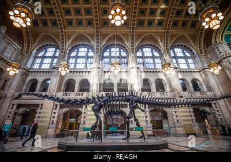 Dippy, le Musée d'Histoire Naturelle de Londres célèbre squelette diplodocus, est dévoilé à Kelvingrove Art Gallery and Museum de Glasgow. Banque D'Images