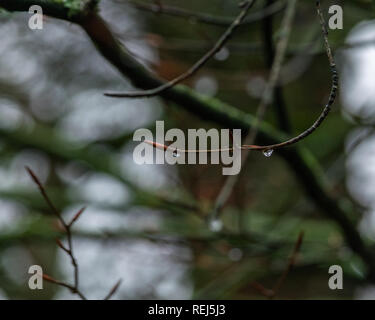 Une goutte d'eau sur une fine branche dans les bois de Mutter's Moor dans l'est du Devon, Angleterre du Sud-Ouest, Royaume-Uni. Banque D'Images