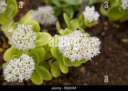 Sedum spectabile iceberg Banque D'Images