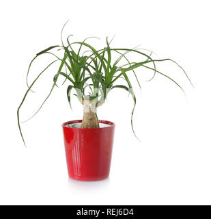 Décoration verte plante en pot rouge, isolated on white Banque D'Images