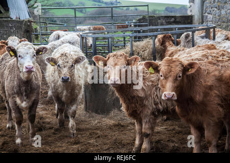 Les jeunes vaches, à la recherche vers la caméra, dans la cour de ferme, Banque D'Images