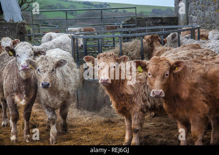 Les jeunes vaches, à la recherche vers la caméra, dans la cour de ferme, Banque D'Images