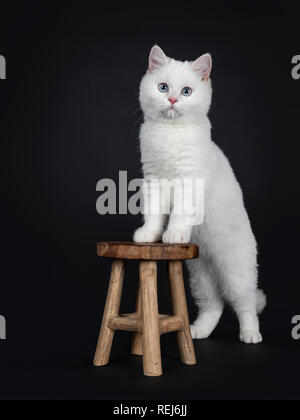 Cute red silver shaded point cameo British Shorthair debout sur pattes arrières derrière un tabouret en bois, à la recherche de l'appareil photo avec les yeux bleus, isolé sur bl Banque D'Images