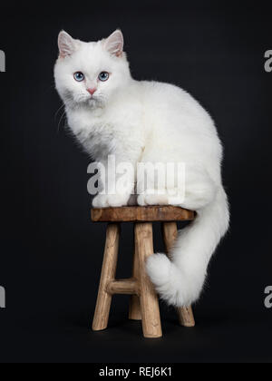 Cute red silver shaded point cameo British Shorthair assis côté sur un tabouret en bois, le regardant dans les yeux bleus de l'objectif, Isolated on black b Banque D'Images
