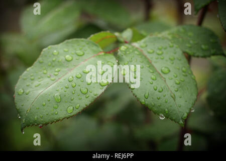 Close up of gouttes de pluie sur les feuilles de rose Banque D'Images