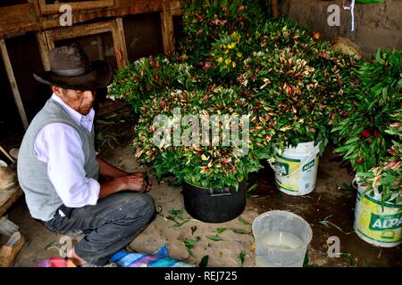 Harvest Astromelias lys - communauté paysanne dans Humacchuco - Parc National Huascaran. Département d'Ancash au Pérou. Banque D'Images