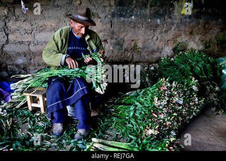 Harvest Astromelias lys - communauté paysanne dans Humacchuco - Parc National Huascaran. Département d'Ancash au Pérou. Banque D'Images