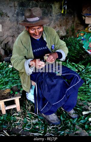 Harvest Astromelias lys - communauté paysanne dans Humacchuco - Parc National Huascaran. Département d'Ancash au Pérou. Banque D'Images