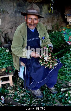 Harvest Astromelias lys - communauté paysanne dans Humacchuco - Parc National Huascaran. Département d'Ancash au Pérou. Banque D'Images