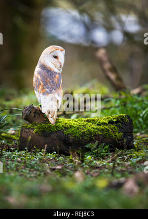 Portrait de Barn Owl captif assis sur une branche d'arbres couverts de mousse dans un bois Banque D'Images